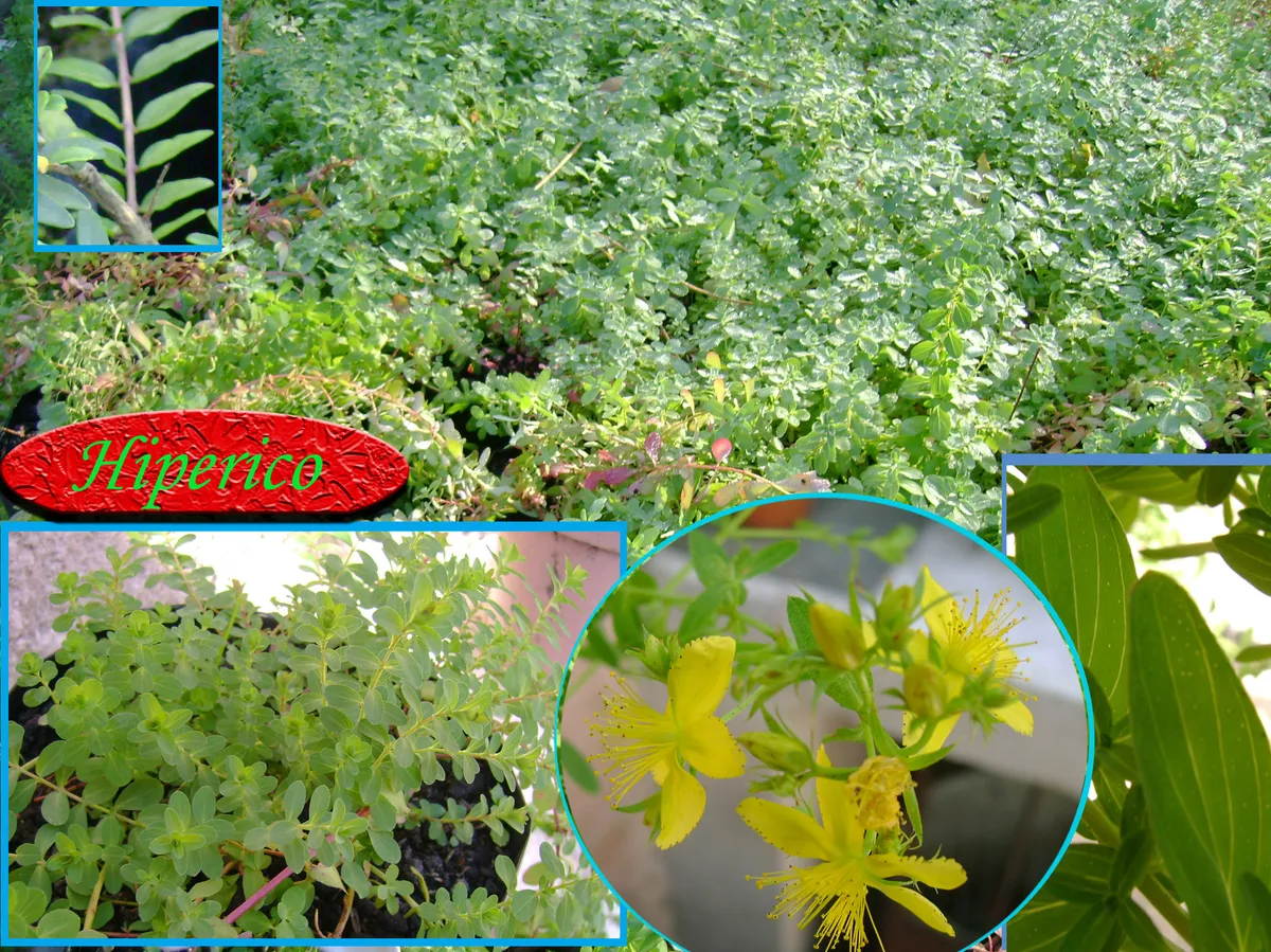 Hierba de San Juan, producto de herboristería artesanal de DORILA